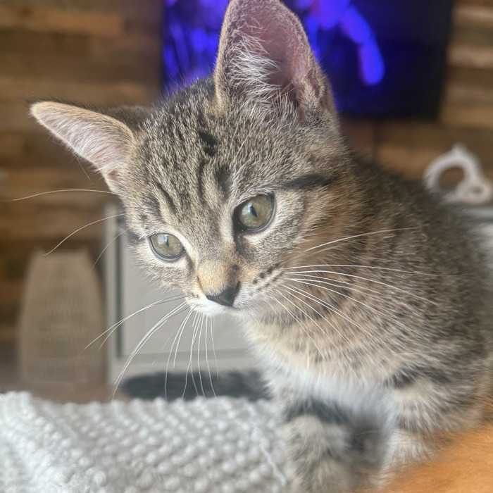 Margot