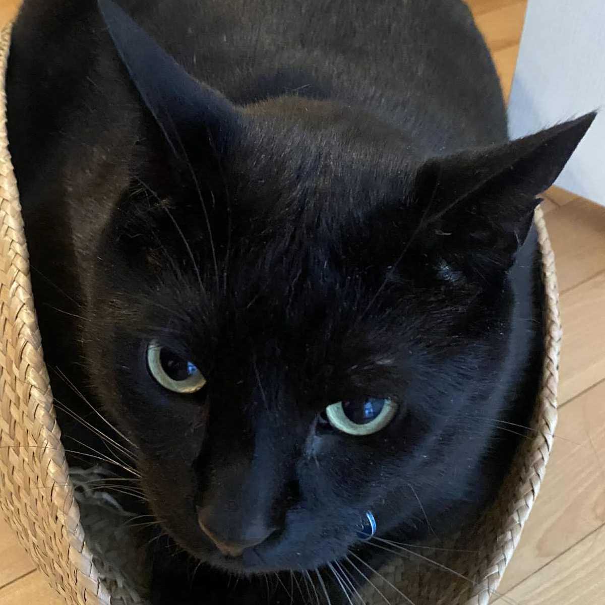 Allô Evera Disparu ou volé