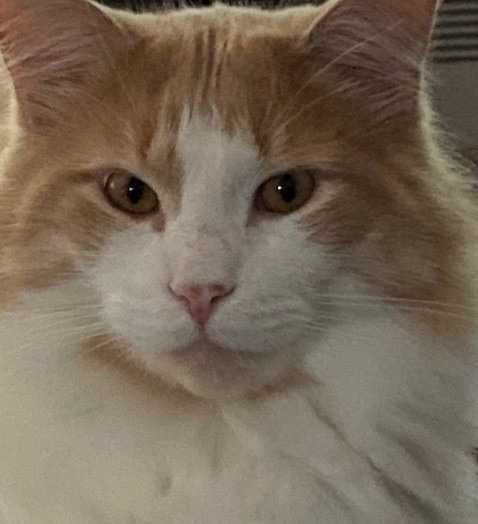 CHARLOT (alias Bleu)