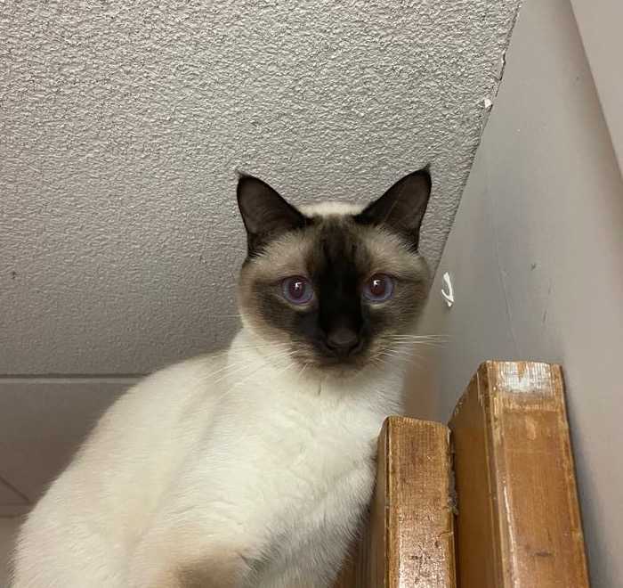 Drago le dragon d'Erebor Habbari