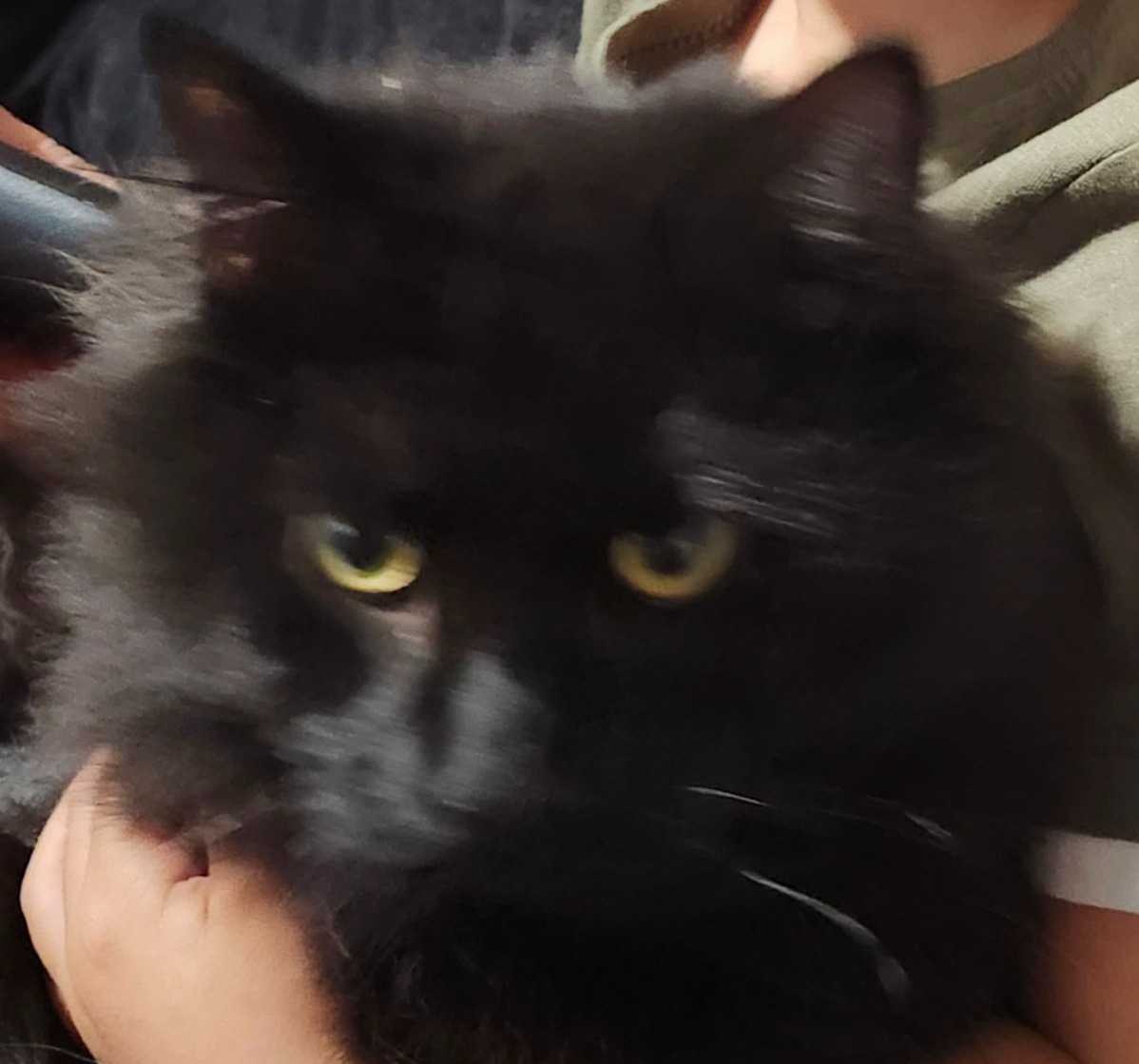 Monsieur