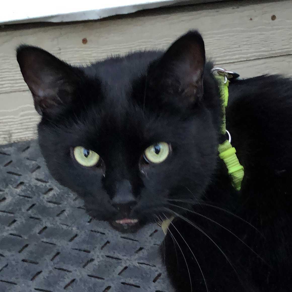 Bonne Chance (Messieur Chance)