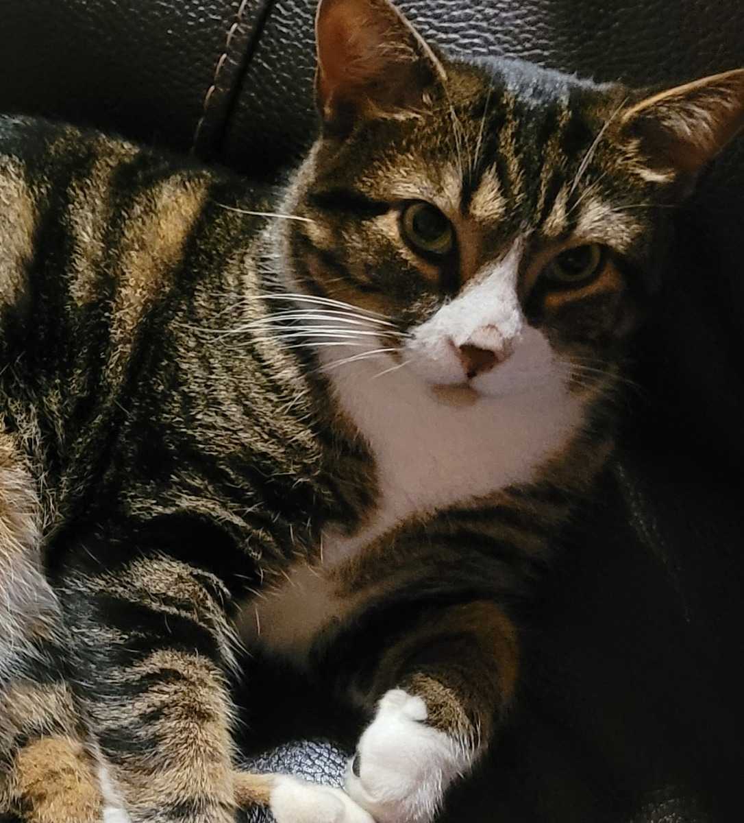 chat