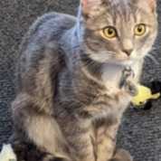 Tao   (Perdu juin2025)