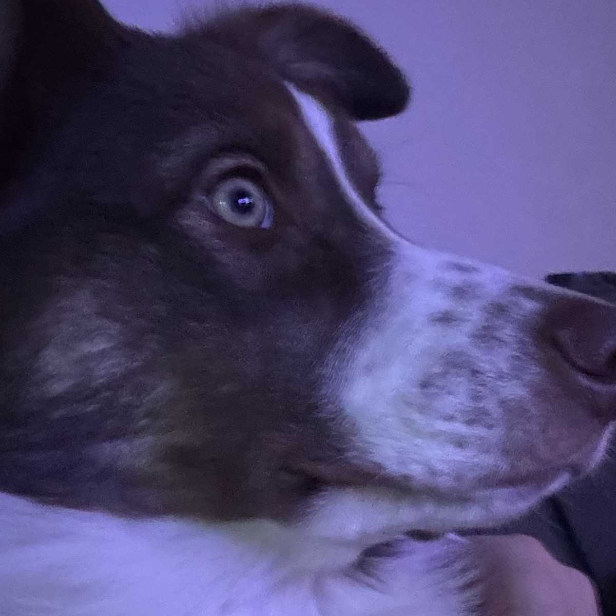 Ozzy