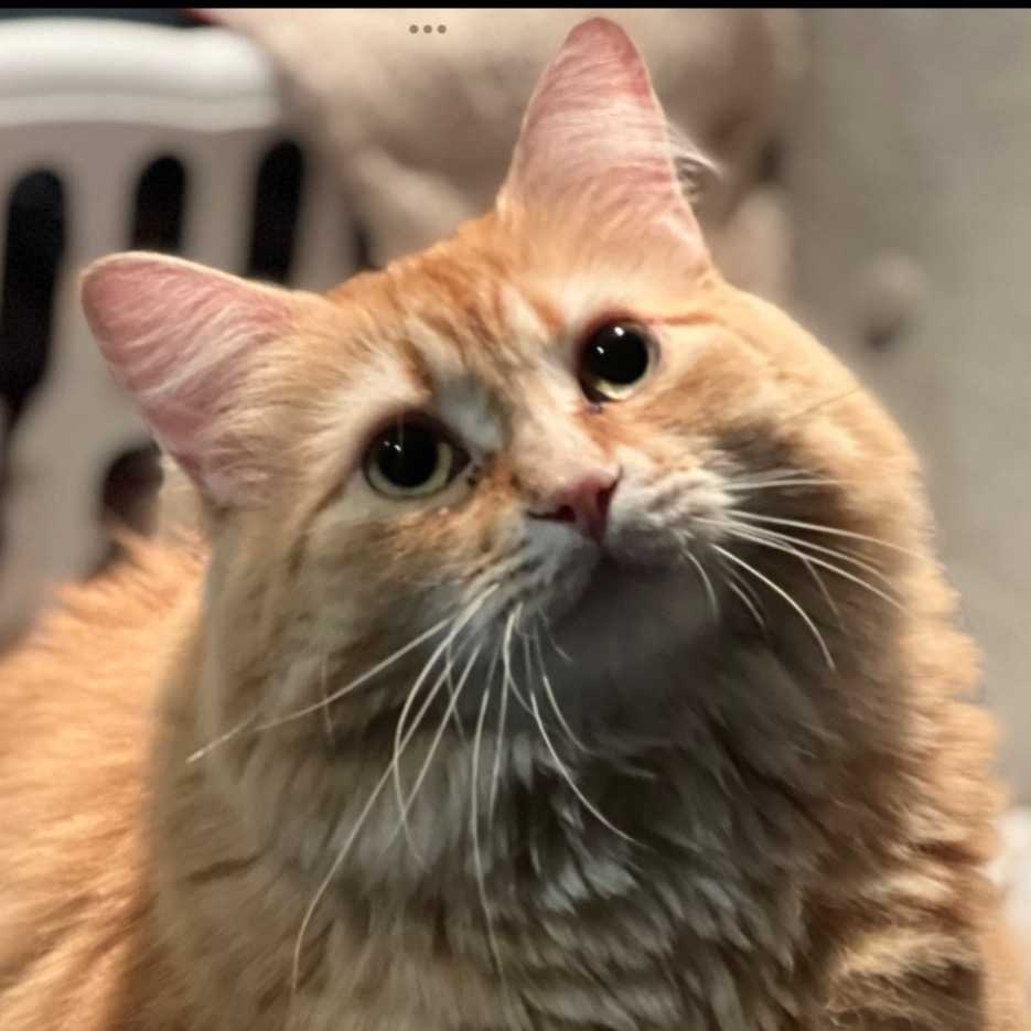 Coucoune  (Ne pas transférer!!) La coloc a donné le chat sans la permission de Mme  Kim Champagne propiétaire )