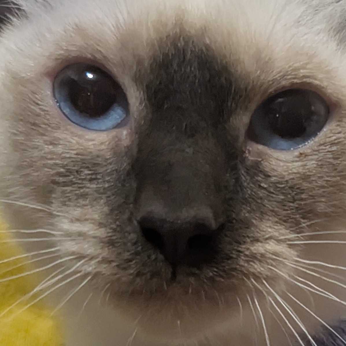 Zozo