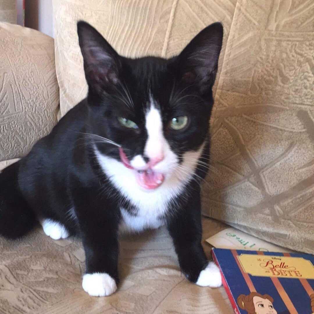 Oreo