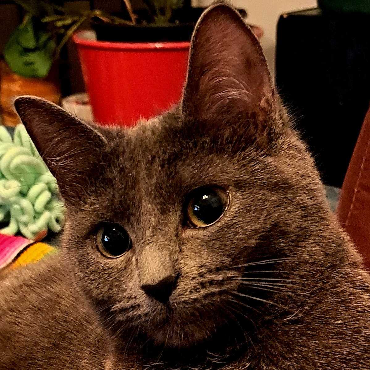 LUNA
