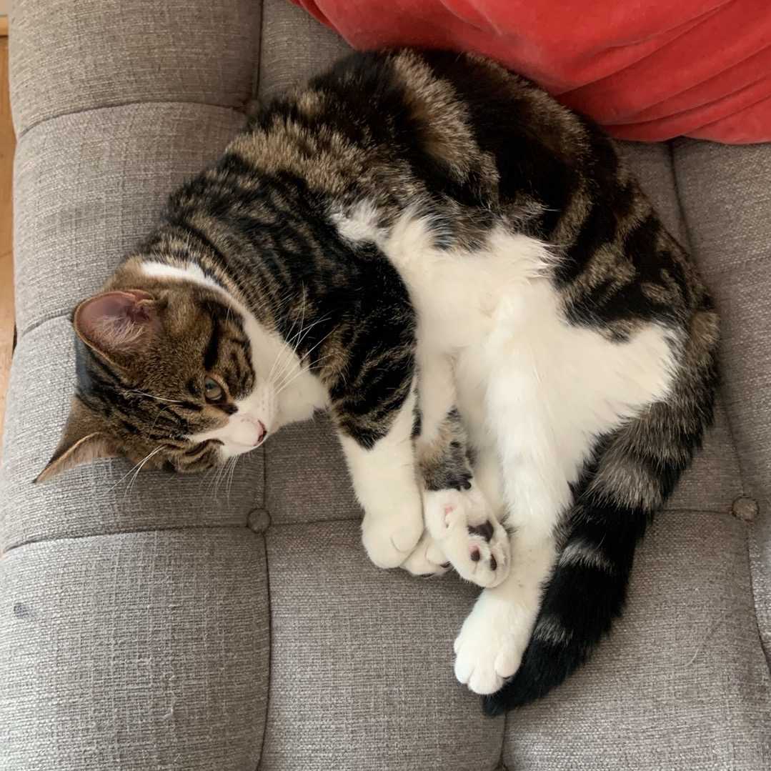 Mousse