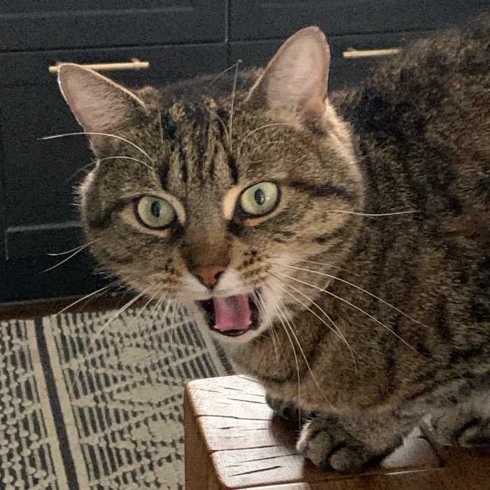 Biscuit