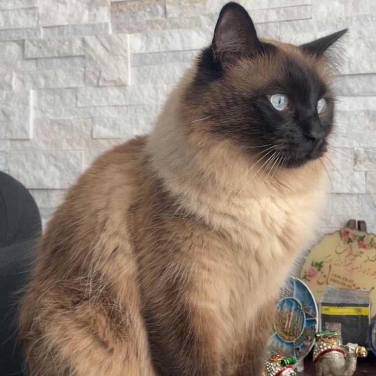 Carlos