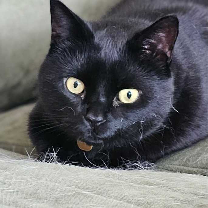 Pépin
