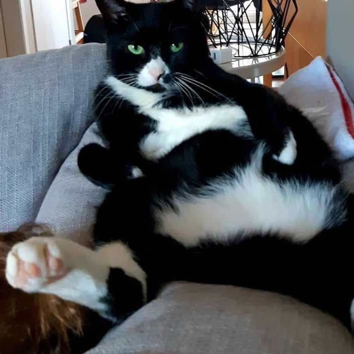 Pépito