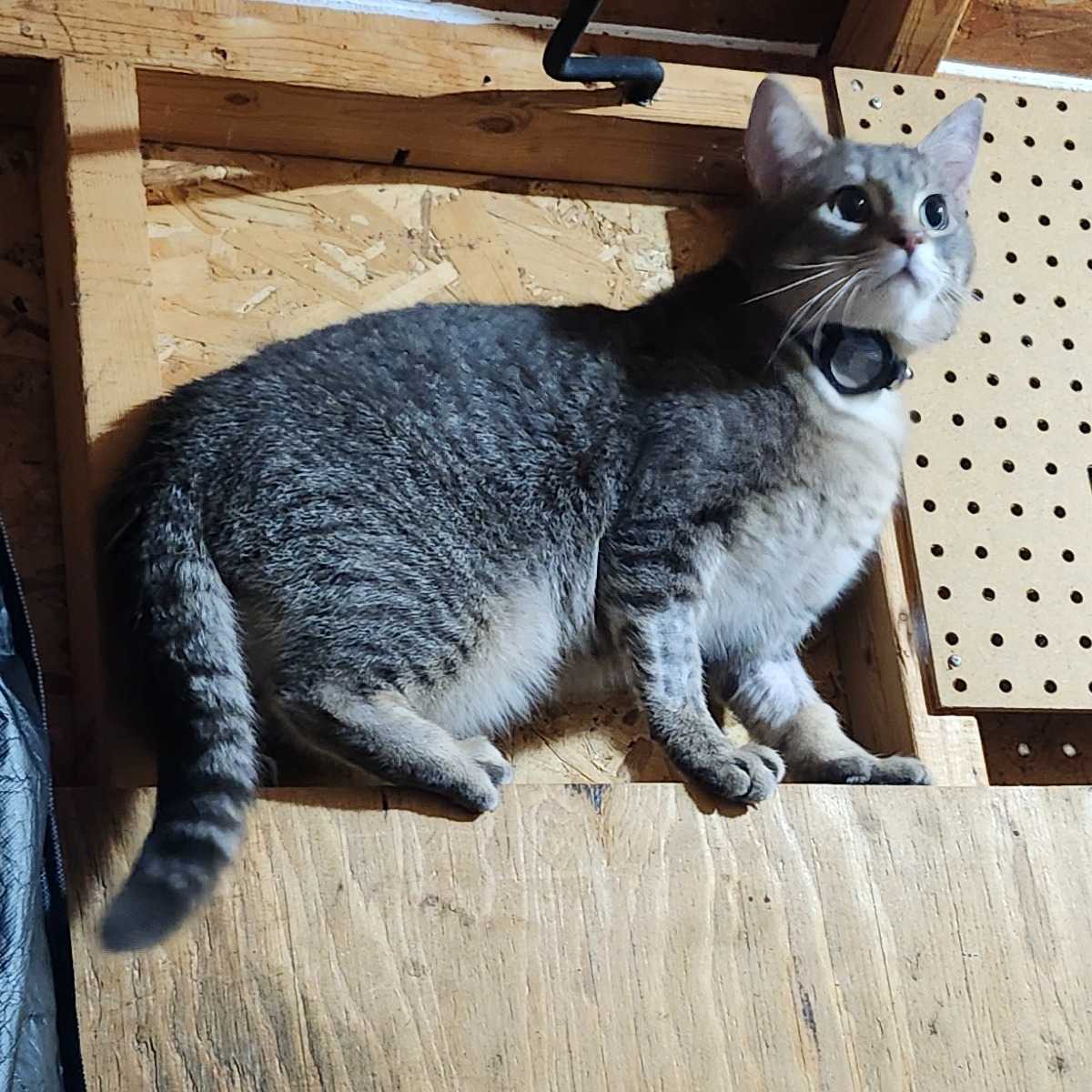 Hector