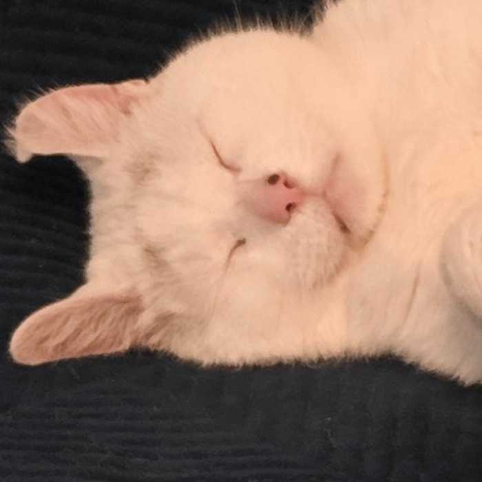 Doudou