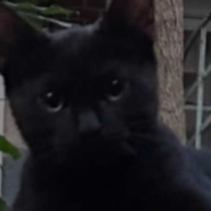 TOM-TOM