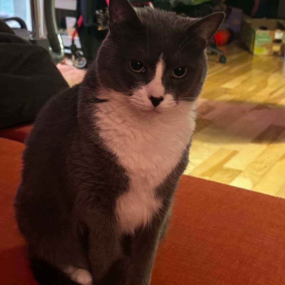 pixie