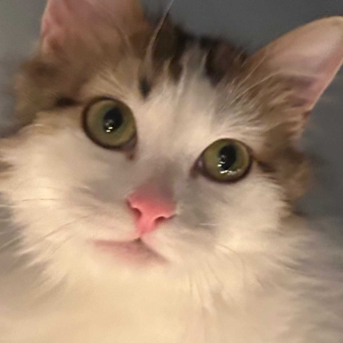 Simba