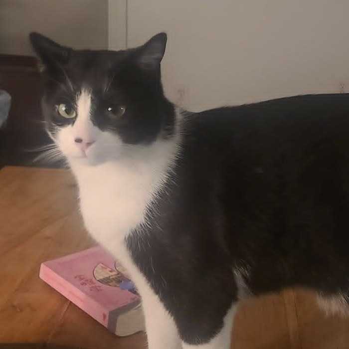 Bibi