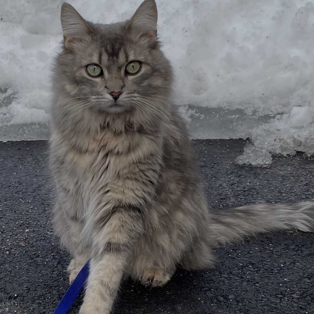 Tigrou