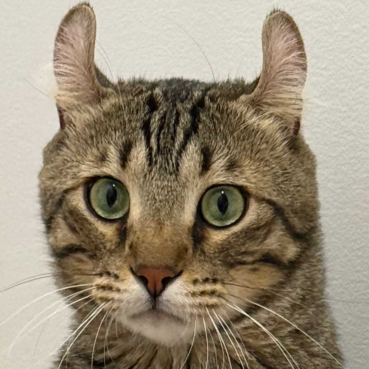 Lyös