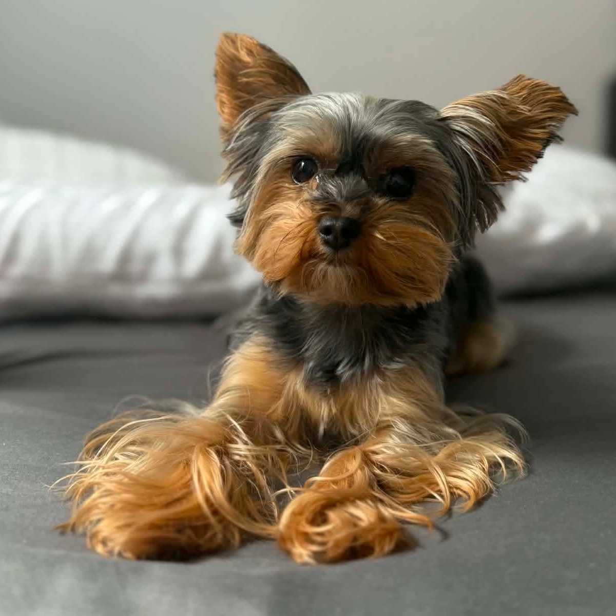 molly