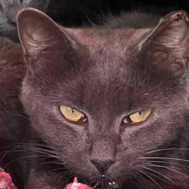 Luci