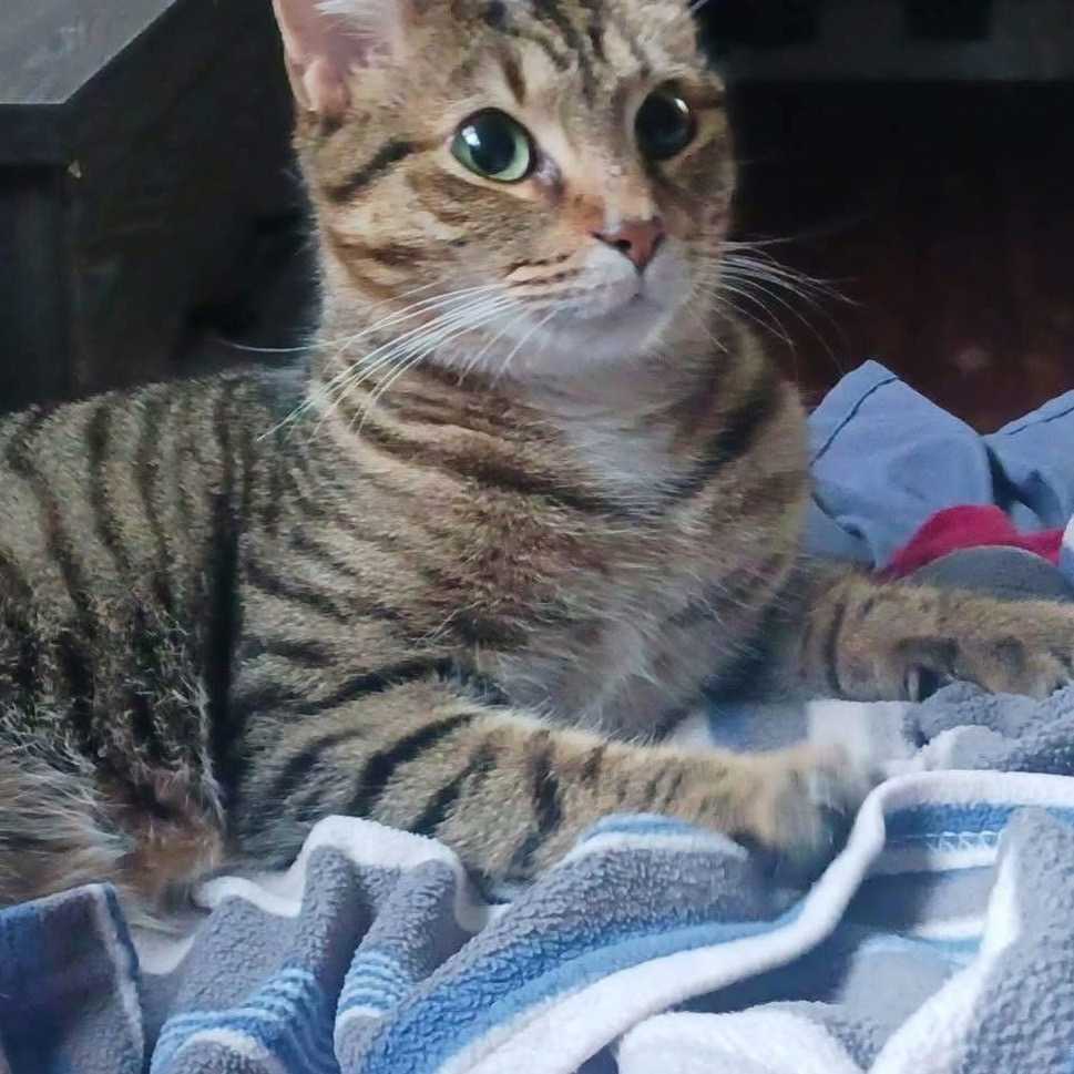 freya