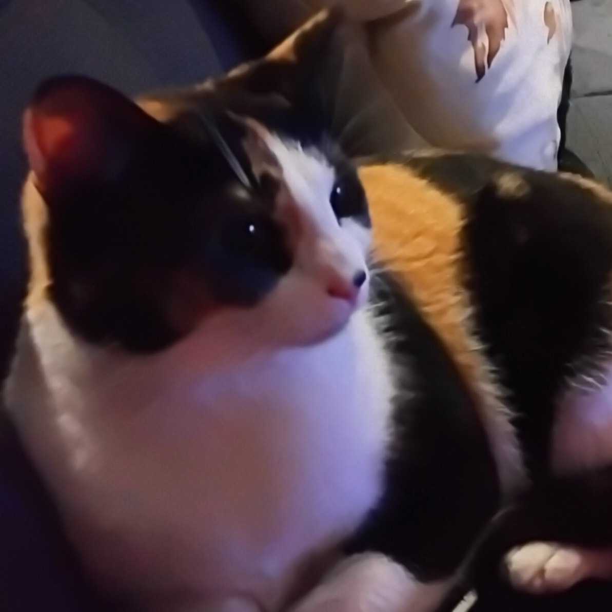 Lady