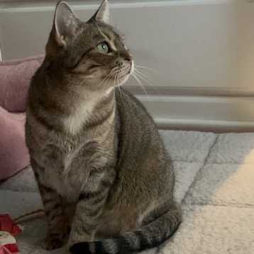 Petite Juliette