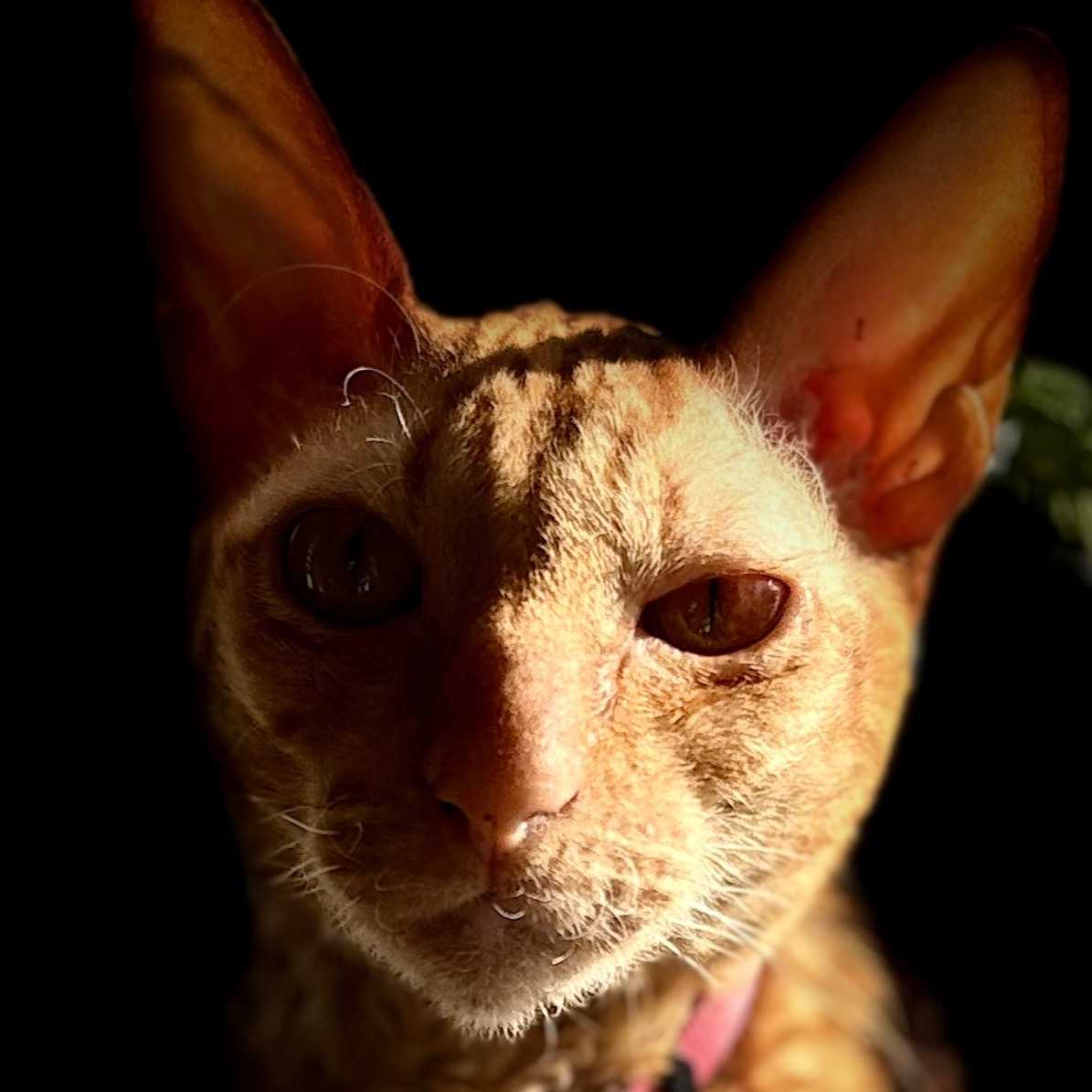 Yumi