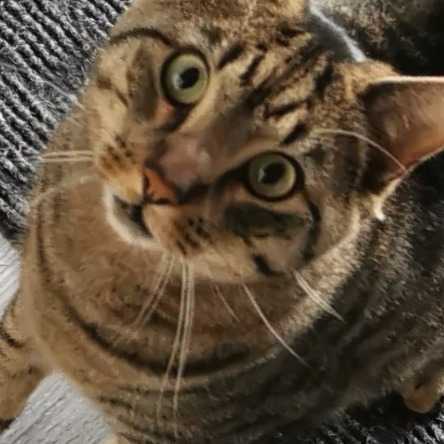 Whisky