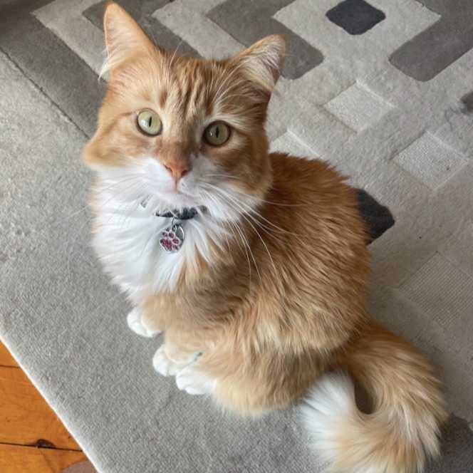 Pantouffe