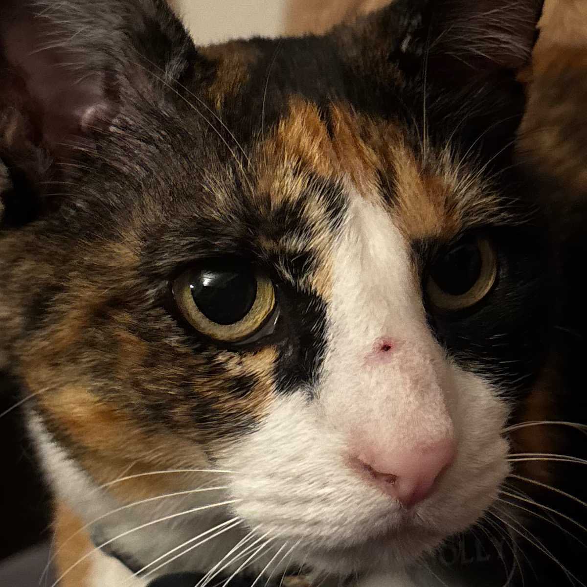 Molly