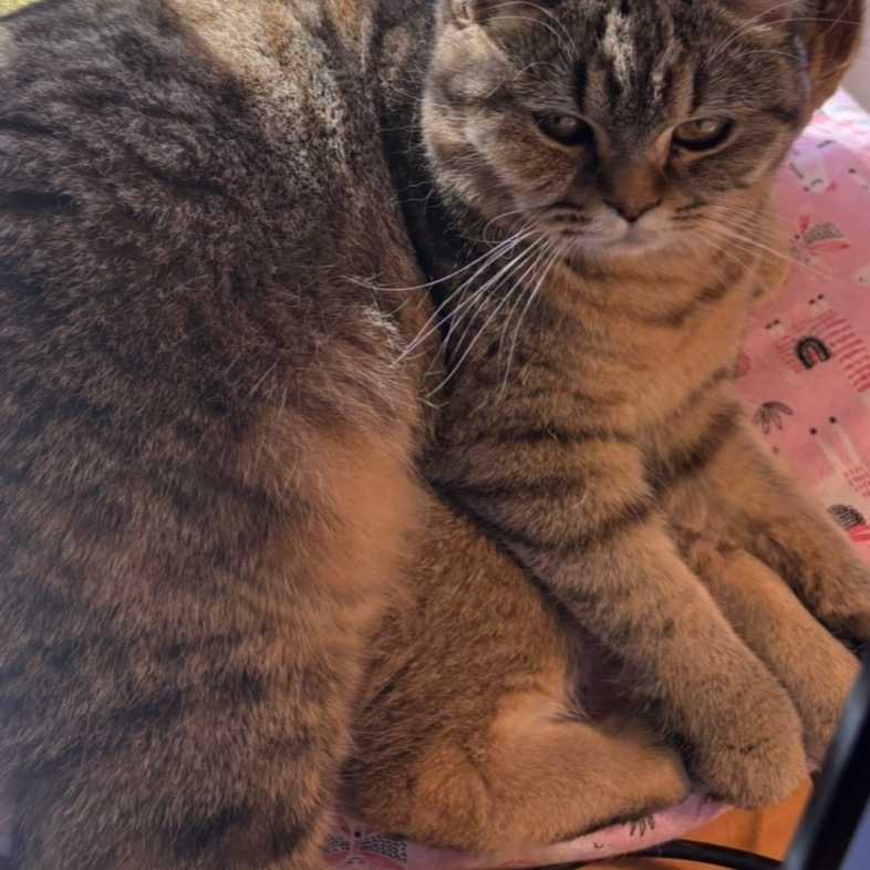 Petit Chat