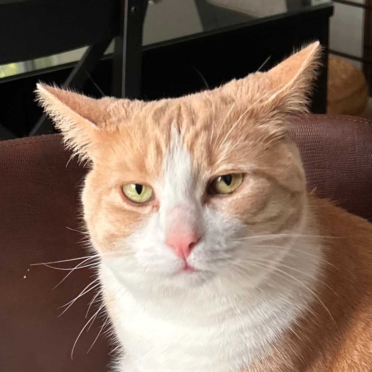 Poupou