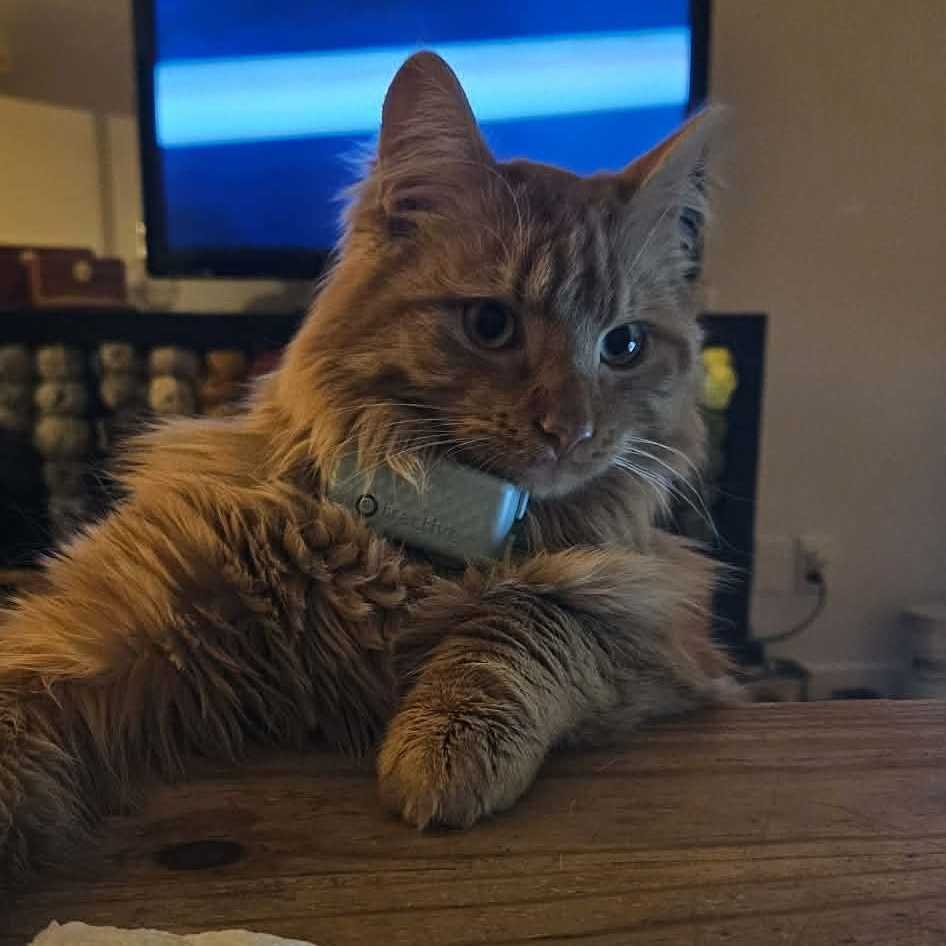 Albert