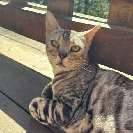 Minette
