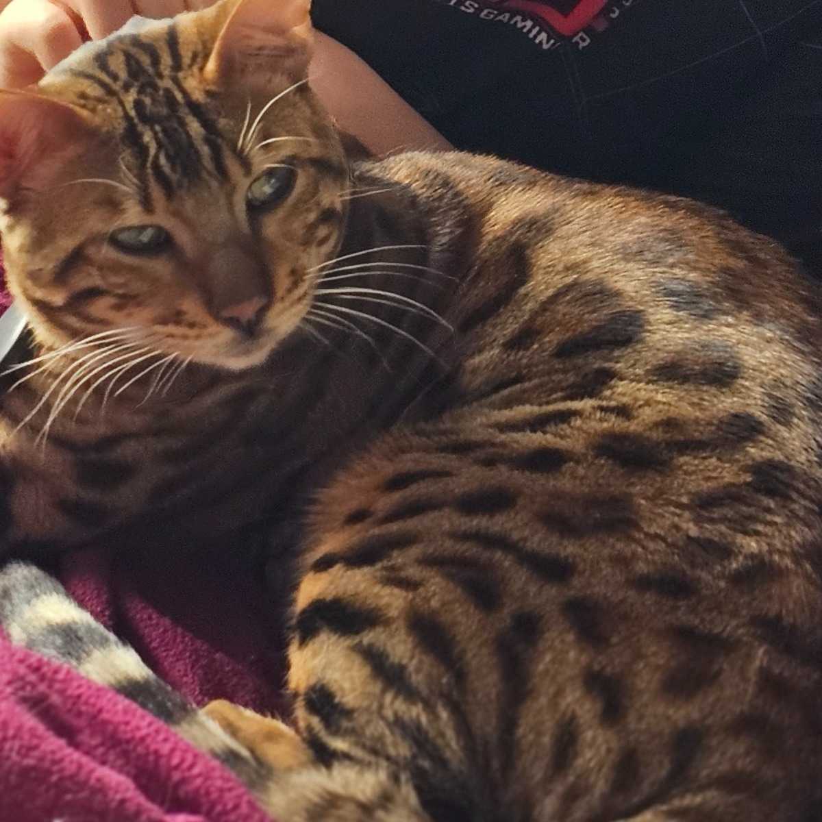 Léo-Bean