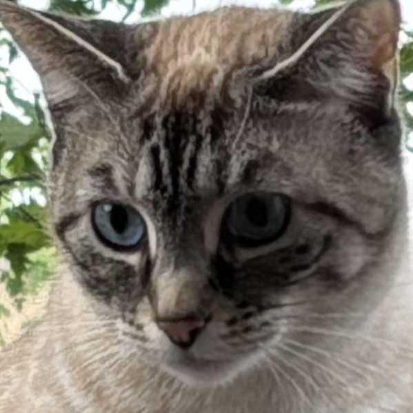 Arya