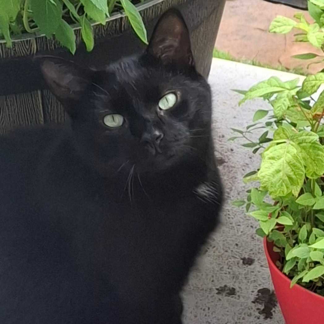 Ti-noir