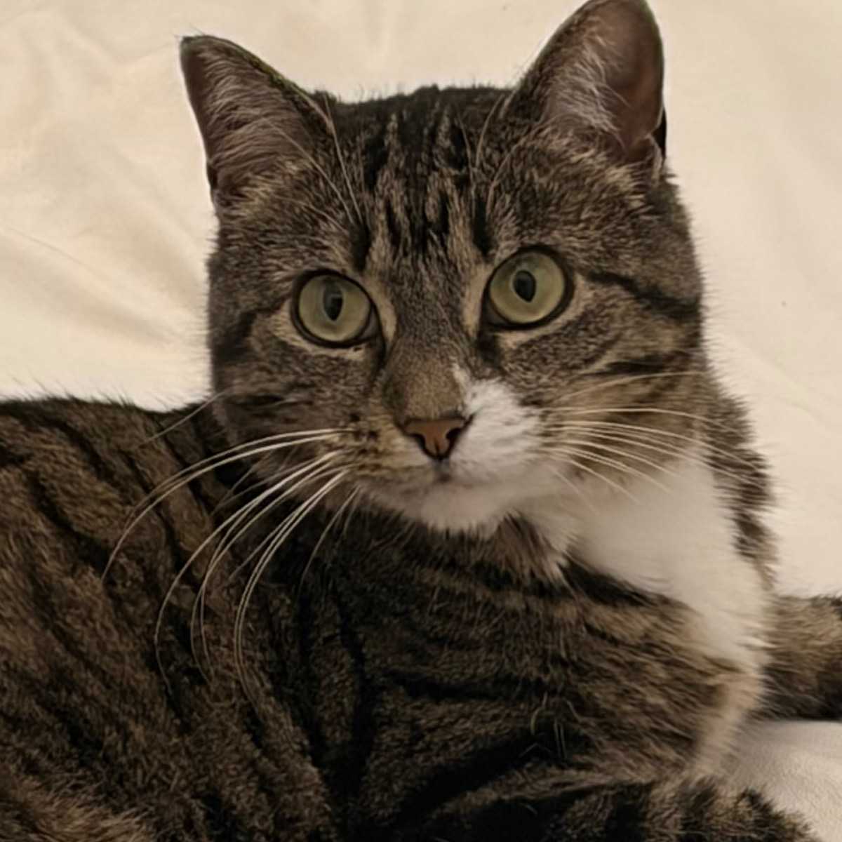 Minette