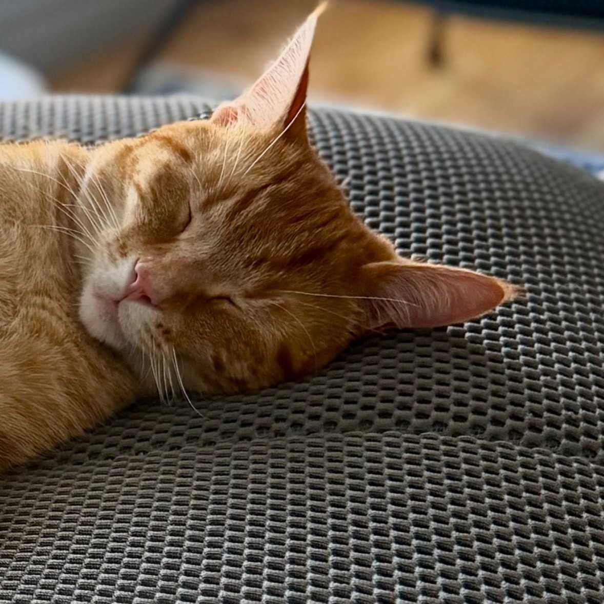 Jules