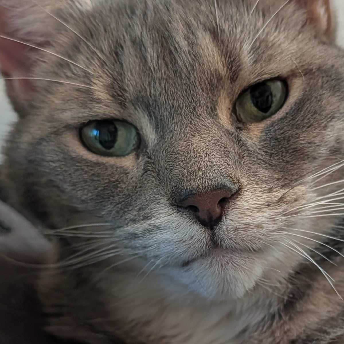 Zelda