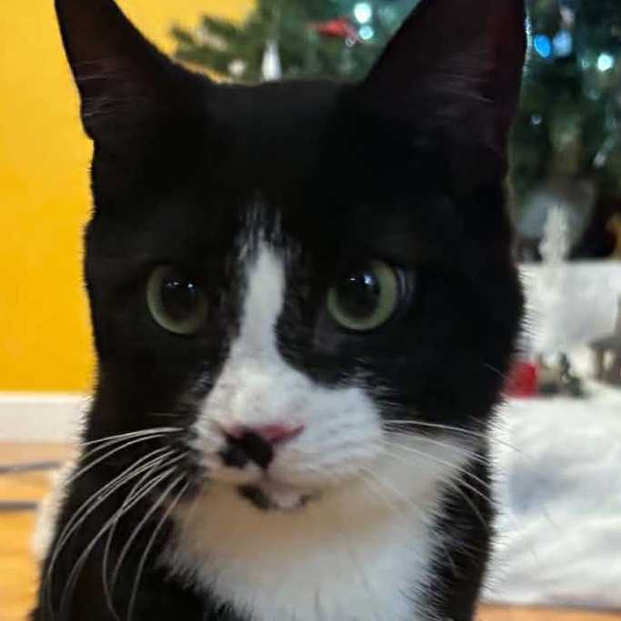 Otis