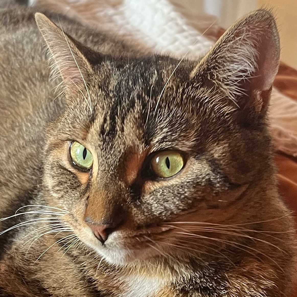 Stella