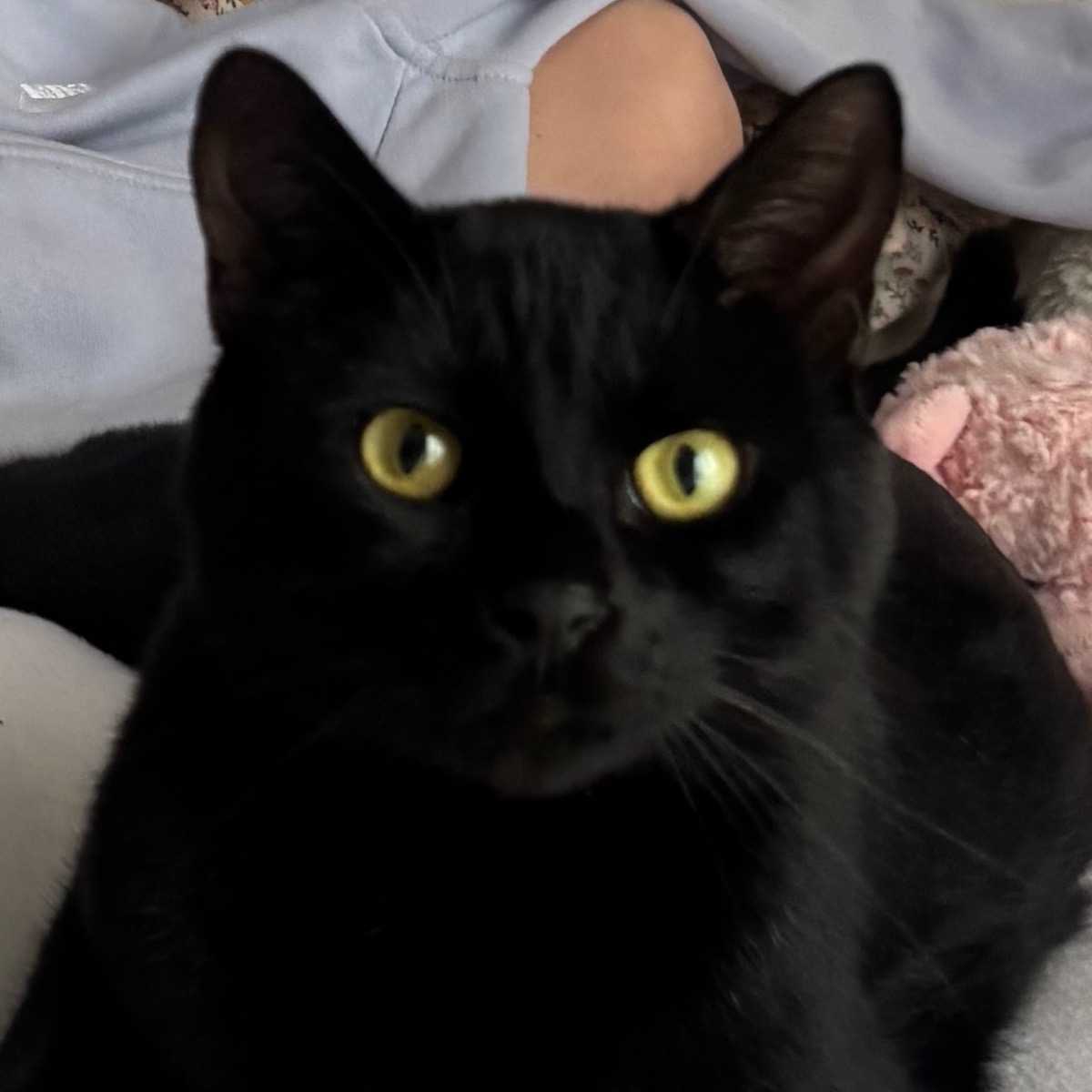 Nouki