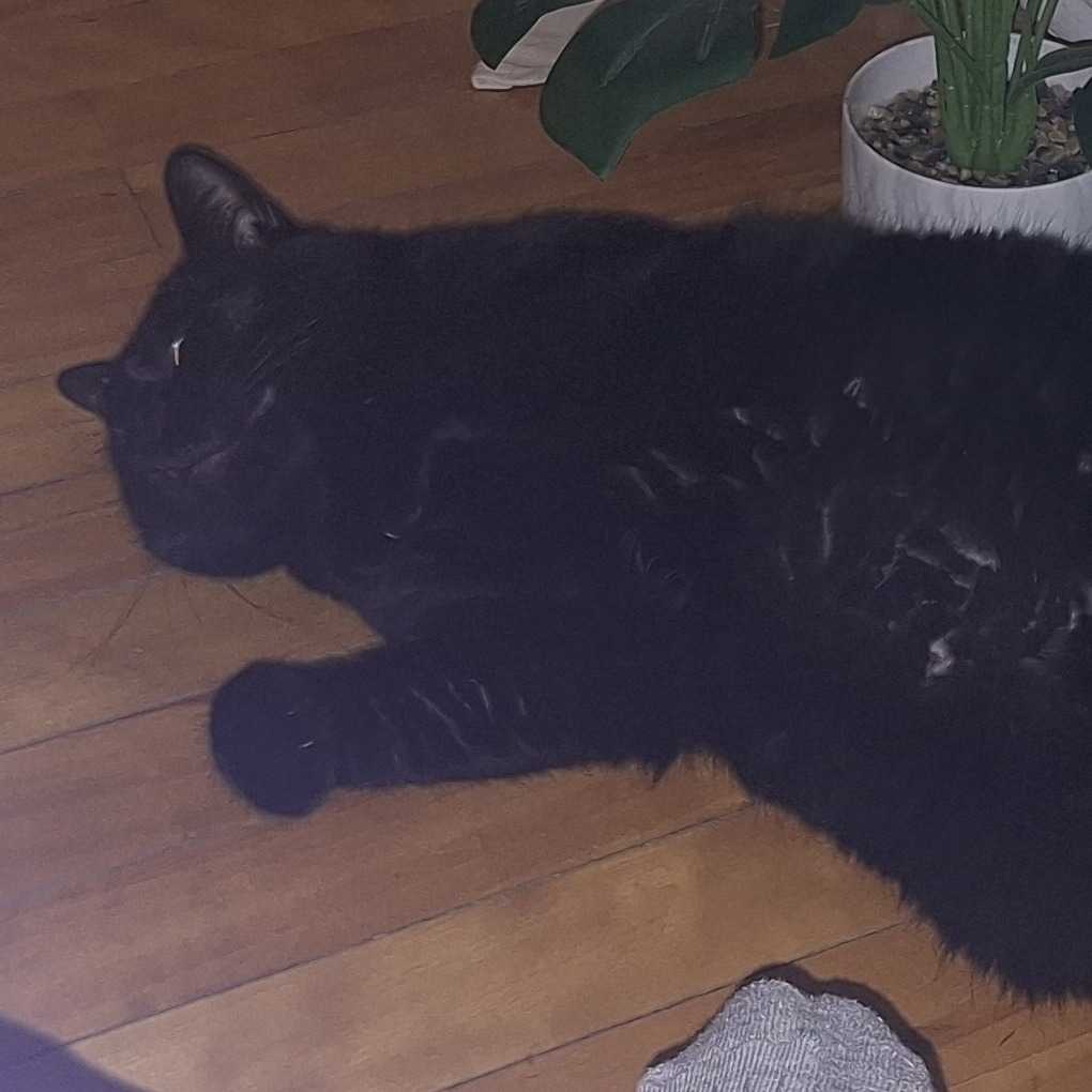 Tili
