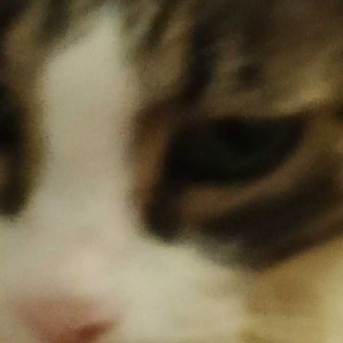 Johnny Cat
